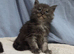 Maine coon kittens, ready soon