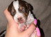 Jack Russels last boy left!