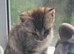 Ragdoll cross bengal kittens