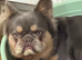 Full kc registered fluffy French bulldog