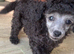 SILVER TOY POODLE PUPPIES