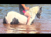 *** GYPSY COB MOTHER/DAUGHTER SHARE***