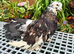 King Pigeons & Indian Fantails