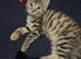 Kittens for sale
