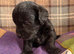 Gorgeous happy Doodle puppies