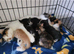 6 beautiful long haired kittens