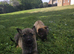 German shepherd puppies