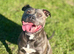 Staffy stud