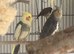 Cockatiel pair
