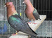 2 pairs of Archangel pigeons