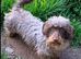Miniature Wirehaired Dacshund x Working cocker spaniel puppy KC registered parents and DNA Health tested