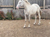 Loving 14hh Walsh x appy for sale