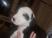American bully cross dalmation