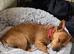 Patterjack - 1 year old - for sale