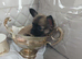 Tiny chihuahua puppies