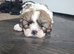 gorgeous Shihtzu pup