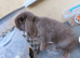 Mini lop lilac Bunny