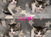 7 GORGEOUS RAGDOLL CROSS KITTENS
