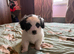 Bichon Maltese