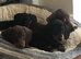 Girl Power - beautiful female miniature smooth haired dachshunds