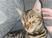 Stunning bengal kittens