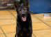 Exceptional Quality German Shepherd for Stud