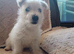 West Highland pups for sale