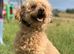 7 year old miniature poodle