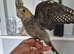 Handreared DNA Tested Baby Cockatiels