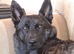 Belgian malinois x Dutch herder