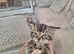 Kittens tabby