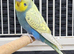 Beautiful Budgies - Various colours