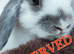 Mini lop and lion head