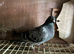 Racing pigeons for sale