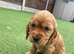 Beautiful cocker spaniel pups