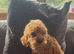 Cockapoo puppies looking for there forever homes