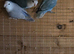 Peach faced lovebirds,pure bred Lincolnshire