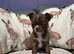 Chihuahua TCUP Puppies