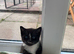 Kittens ready 2nd August 26