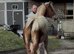 Beautiful yearling colt