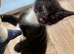MALE KITTEN READY NOW