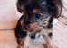 Tiny Yorkshire Terriers