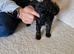Toy Poodle Puppies