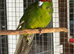 Breeding pair kakarikies