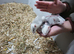 Female friendly rats