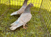 Racing pigeons