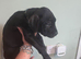 Presa canario x American bully pups ready to leave home