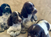 Cocker spaniel puppies