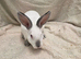 Four Stunning female mini rex rabbits
