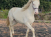 Cremello filly to make 15.2
